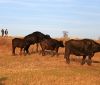 Добродушные буйволы, деревянная тропа и шакалы: экопарк «Картал» готовится ко второй зиме