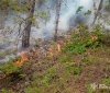 На Вінниччині через недопалок вигорів понад гектар молодого лісу