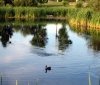  Вінниці проєктують систему очистки вод, які потрапляють у Вишенське озеро