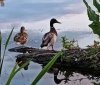 У Вінниці для очищення водойм використовують біофільтрувальні острови