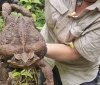 В Австралії виявили найбільшу у світі жабу. Вона важить як немовля