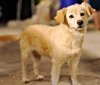 На Вінниччині пенсіонер вбив собаку на очах у власниці