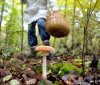 На Вінниччині шестеро людей отруїлись грибами