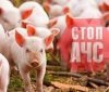 На Вінниччині зафіксовано випадок африканської чуми свиней: встановлено зону захисту