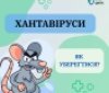 Хантавірусні інфекції: як захиститися від небезпечного вірусу