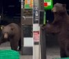 У США бурий ведмідь зайшов у маркет, попередньо скориставшись санітайзером (відео)