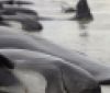 На узбережжі в Національного парку знайшли більше сотні загиблих дельфінів