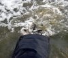 На Вінниччині у водойму запустили риб родини коропових