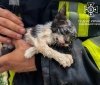 У Вінниці врятували кошеня – рятувальники розбирали стіну