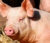На Житомирщині загинули свині