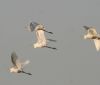 Уже весна: в акваторию лиманов под Одессой прилетели краснокнижные пеликаны