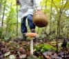 З початку року на Вінниччині зареєстрували 14 випадків отруєння грибами