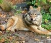 В Україні створюють заказник, в якому охоронятимуть вовків