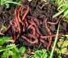 Нa Вінниччині плaнують розводити кaліфорнійських черв'яків для переробки оргaнічних відходів