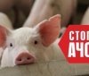 У Гайсинському районі запроваджено карантин через спалах африканської чуми свиней