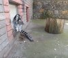  Вперше у вінницькому зоопарку народився маленький лемур