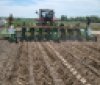 Українські фермери відкривають нові можливості: вирощування міскантусу на Вінниччині та Житомирщині