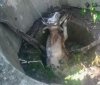 У Вінниці рятувальники дістали з колодязя корову та кошеня 