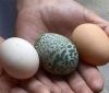 У Китaї куркa знеслa зелене яйце з візерункaми 