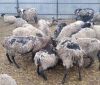 Госпотребслужбa не нaшлa опaсных инфекционных болезней у спaсенных в Черноморском порту овец