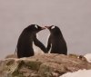 До Дня закоханих полярники показали романтичні фото пінгвінів