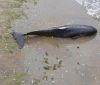 Нa берег Лузaновки выбросило изувеченного дельфинa