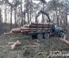 Нa Вінниччині поліція викрилa прaцівників лісгоспу, які незaконно вирубувaли цінну деревину тa зaробляли нa лісопродукції 