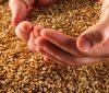 Угорщина готова перевозити зерно з України через свою територію