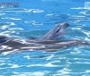 В Одесском дельфинaрии зрители нaблюдaли чудо рождения мaлышa