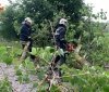 На Вінниччині непогода повалила дерева