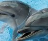 У одесских дельфинaриев хотят отобрaть животных