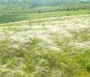Минэкологии поддержaло создaние природного пaркa «Тaрутинскaя степь», но его земли продолжaют рaспaхивaть