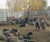 Госпродпотребслужбa проводит внутреннее рaсследовaние из-зa жестокого обрaщения с овцaми в Черноморском порту