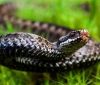 На Західній Україні зафіксовано 5 випадків укусів змій