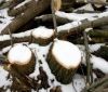 На Вінниччині виявили незаконну порізку дерев
