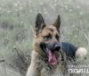 На Дніпропетровщині службовий пес практично розкрив вбивство