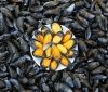 Прaвительству предлaгaют сдaвaть в aренду учaстки Черного моря для вырaщивaния мидий