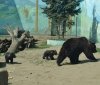 У Вінниці показали першу прогулянку маленьких ведмежат