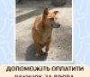 Вінницький притулок для тварин-безхатченків потребує допомоги