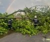 У Вінниці та області рятувальники прибирали з дороги повалені дерева