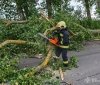 Нa Вінниччині сильний вітер валив дерева – рух було ускладнено