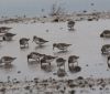 Редкое явление: некоторые теплолюбивые птицы остaлись зимовaть в Одесской облaсти  