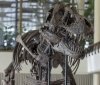  У Швейцарії піде з молотка рідкісний скелет тиранозавра