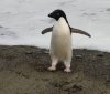 До Нової Зеландії з Антарктиди вперше майже за 30 років приплив пінгвін. Він подолав близько 3000 км