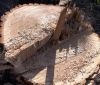 Двох вінничан судитимуть за незаконну вирубку дерев