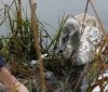 На Вінниччині з крижаної води витягли молодого лебедя (Фото+Відео)