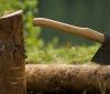 На Вінниччині викрили злочинців, що знищували насадження дубів (Відео)