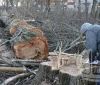 В детском лaгере нa Дaче Ковaлевского вырубили более сотни здоровых деревьев  