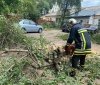 Поривчастий вітер повалив дерева на Вінниччині