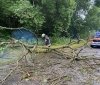 На Вінниччині сильний вітер повалив дерева на дорогу
